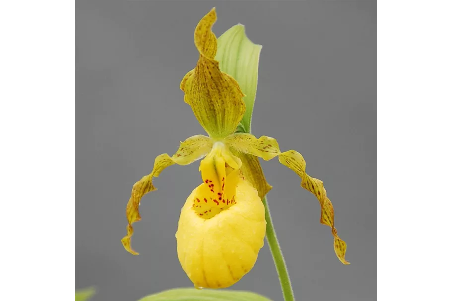 Gartenorchidee - Der Behaarte Frauenschuh 1 blühstarkes und bereits mehrtriebiges Rhizom