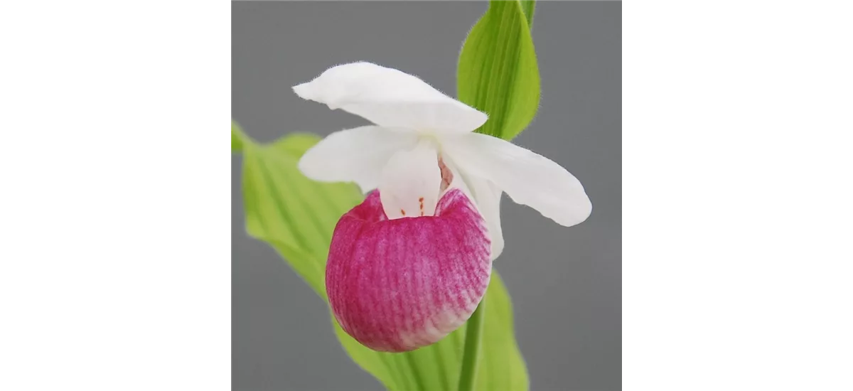 Gartenorchidee Königin Frauenschuh 1 blühstarkes und bereits mehrtriebiges Rhizom 