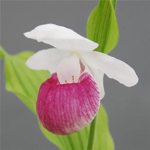 Gartenorchidee Königin Frauenschuh