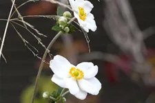 Herbst-Anemone 'Honorine Jobert' 9 x 9 cm Topf 0,5 Liter