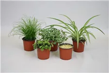 Grünpflanzen Topfgröße 12 cm, Pflanzenhöhe 25 cm