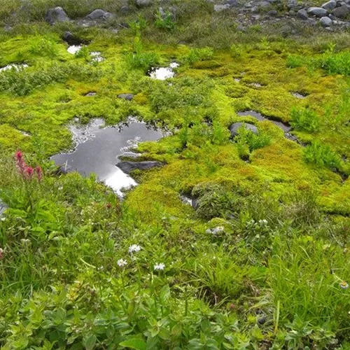 Pflanzensortiment: Wiesen-Bachlauf-Uferbepflanzung