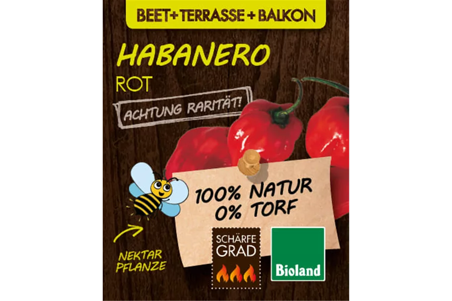 Bio Chili 'Habanero Rot' 12 cm Topf