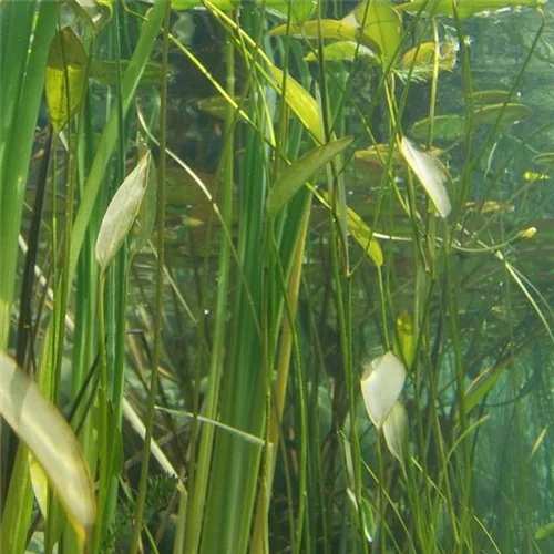 Pflanzensortiment: Unterwasserpflanzen