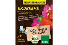 Bio Erdbeere 'Toscana' 12 cm Topf