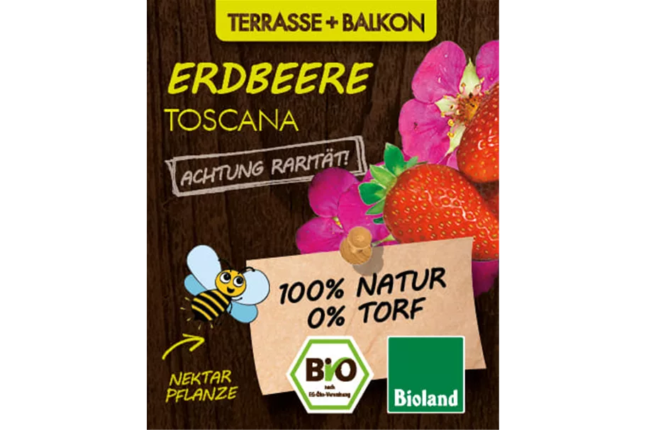 Bio Erdbeere 'Toscana' 12 cm Topf
