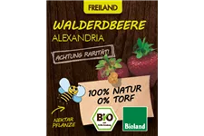 Bio Walderdbeere 'Alexandria' 12 cm Topf