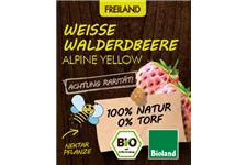 Bio Weiße Walderdbeere 'Alpine Yellow' 12 cm Topf
