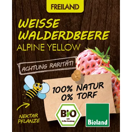 Bio Weiße Walderdbeere 'Alpine Yellow'