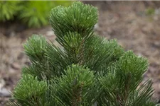 Pinus heldreichii 'Malinki' 7 Liter Topf, 40- 50 cm