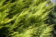 Gartenzypresse 'Ivonne' Topfgröße 2,3 Liter / Höhe 20-30cm