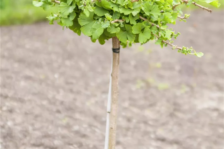 Fächerblattbaum 'Troll' 60-er Stamm, Topfgröße 10 Liter (flach) / Höhe 25-30cm