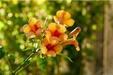 Tromepetenblume 'Indian Summer'® Topfgröße 2 Liter / Höhe 40-60cm