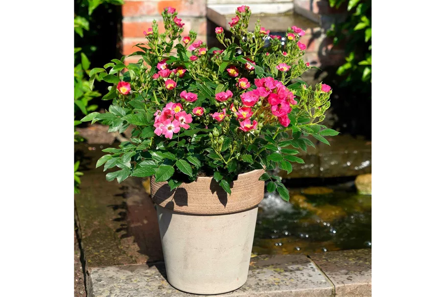 Mini-Gartenrose 'Rosy Boom'® Topfgröße 6 Liter