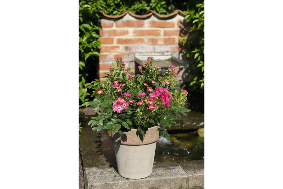 Mini-Gartenrose 'Rosy Boom'® Topfgröße 6 Liter