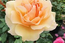 Essbare Rose 'Mystic'™ 4 Liter Topf