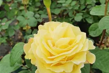 Essbare Rose 'Nadia Zerouali '™ 4 Liter Topf