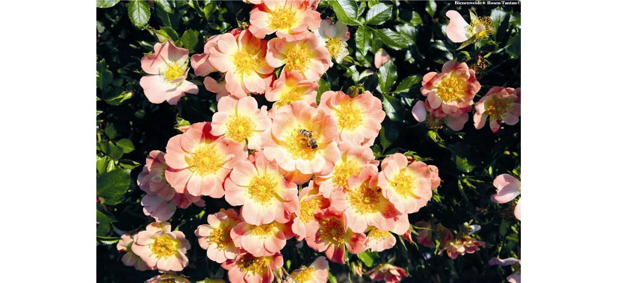 Rose 'Bienenweide® Apricot' Topfgröße 4,6 Liter