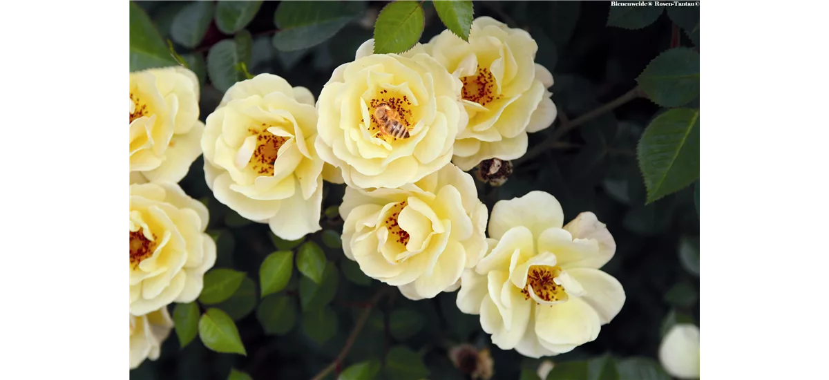 Rose 'Bienenweide® Gelb' Topfgröße 4,6 Liter