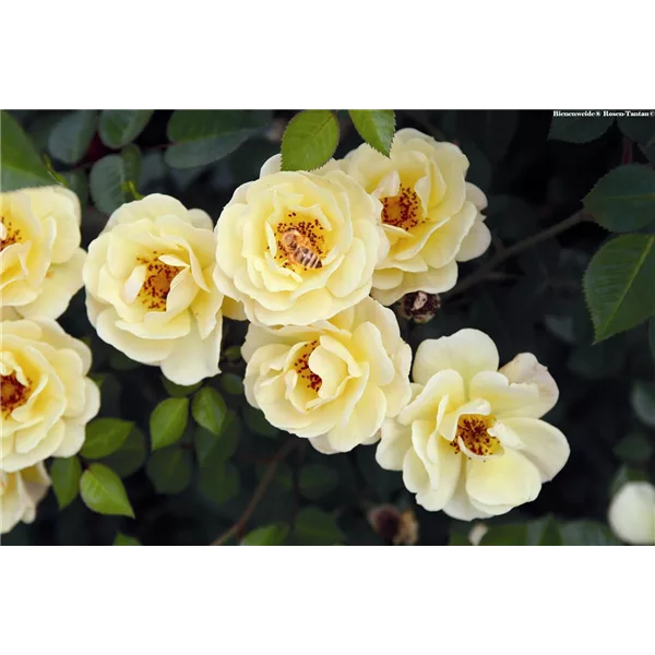 Rose 'Bienenweide® Gelb'
