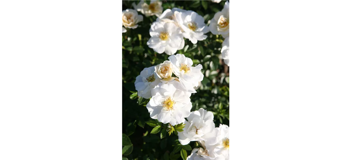Rose 'Bienenweide® Weiß' Topfgröße 4,6 Liter