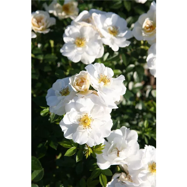 Rose 'Bienenweide® Weiß'