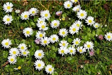 Ausdauerndes Gänseblümchen 9 x 9 cm Wildstaude
