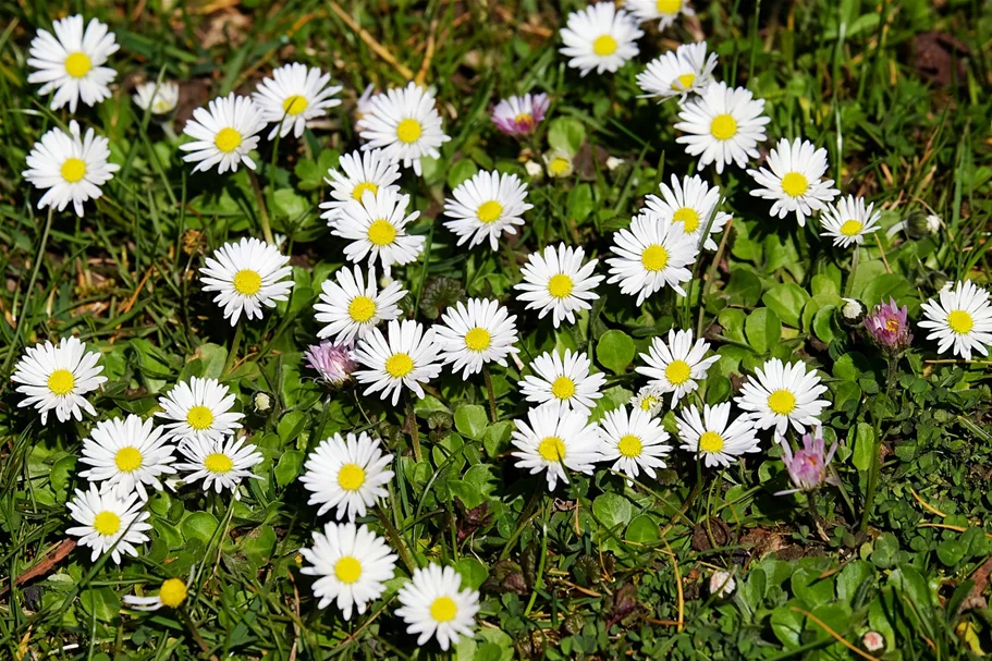 Ausdauerndes Gänseblümchen 9 x 9 cm Wildstaude