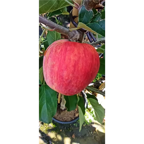 Apfelbaum 'Piros'®