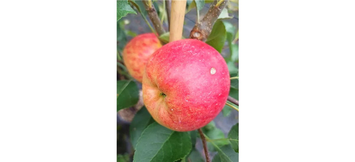 Herbst-Apfel 'Rebella'® Busch, Topfgröße 10 Liter, Unterlage MM111