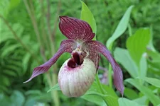 Gartenorchidee Frauenschuh 'Axel' (Frosch®) 1 blühstarkes und bereits mehrtriebiges Rhizom 
