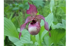 Gartenorchidee Frauenschuh 'Axel' (Frosch®) 1 blühstarkes und bereits mehrtriebiges Rhizom 