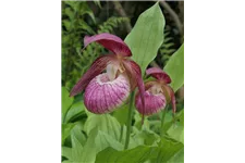 Gartenorchidee Frauenschuh 'Frosch's Harlequin' (Frosch®) 1 blühstarkes und bereits mehrtriebiges Rhizom 