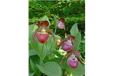 Gartenorchidee Frauenschuh 'Frosch's Harlequin' (Frosch®) 1 blühstarkes und bereits mehrtriebiges Rhizom 