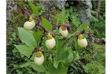 Gartenorchidee Frauenschuh 'Frosch's Mother Earth' (Frosch®) 1 blühstarkes und bereits mehrtriebiges Rhizom 