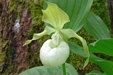 Gartenorchidee Frauenschuh 'Frosch's Queen of the Mist' (Frosch®) 1 blühstarkes und bereits mehrtriebiges Rhizom 