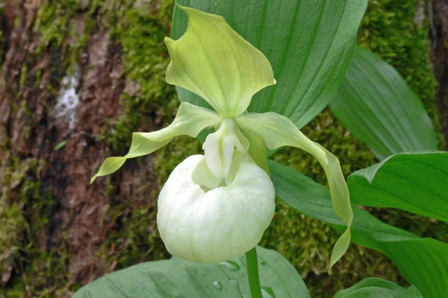 Gartenorchidee Frauenschuh 'Frosch's Queen of the Mist' (Frosch®) 1 blühstarkes und bereits mehrtriebiges Rhizom 