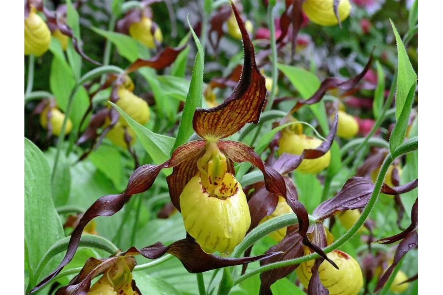 Gartenorchidee Frauenschuh 'Hank Small' (Frosch®) 1 blühstarkes und bereits mehrtriebiges Rhizom 