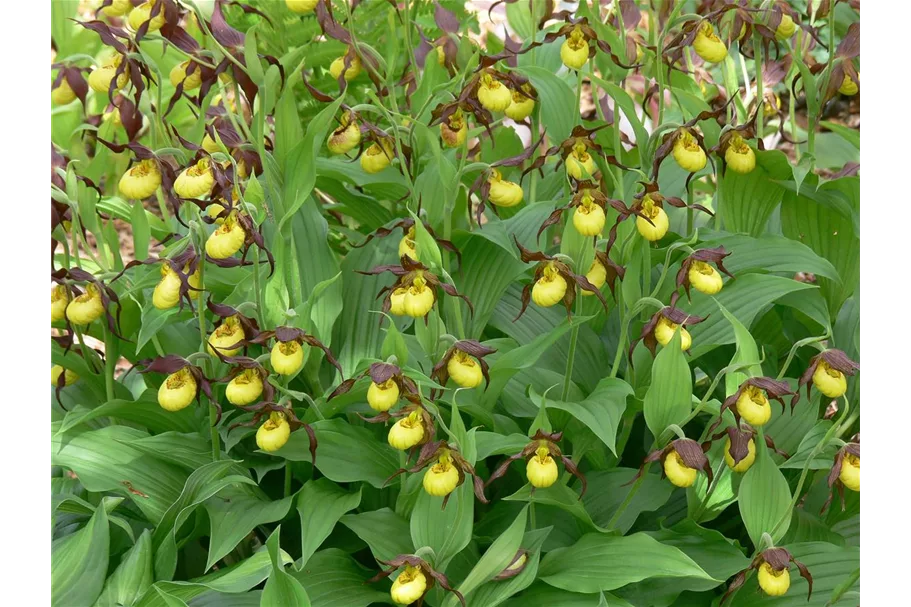 Gartenorchidee Frauenschuh 'Hank Small' (Frosch®) 1 blühstarkes und bereits mehrtriebiges Rhizom 