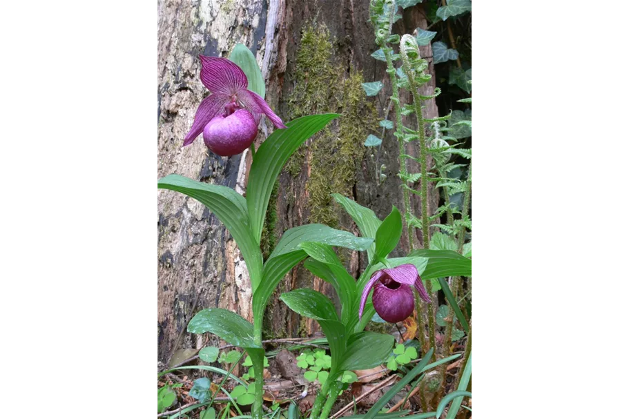 Gartenorchidee Frauenschuh 'Henric' (Frosch®) 1 blühstarkes und bereits mehrtriebiges Rhizom