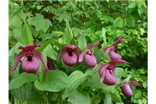 Gartenorchidee Frauenschuh 'Henric' (Frosch®) 1 blühstarkes und bereits mehrtriebiges Rhizom