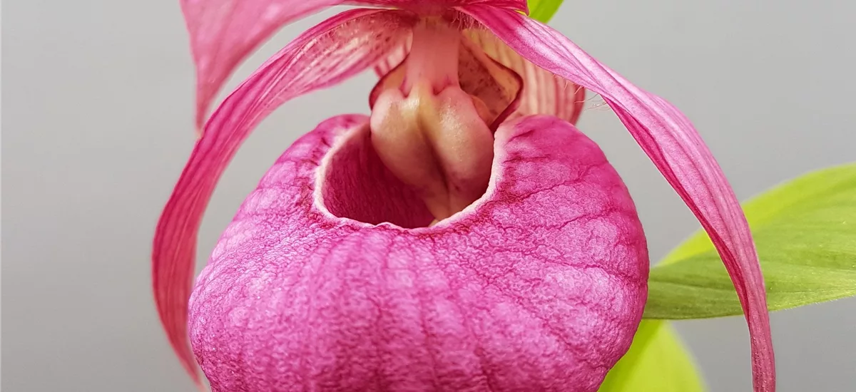 Gartenorchidee Frauenschuh ' John Haggar' (Hardy Orchid®) 1 blühstarkes und bereits mehrtriebiges Rhizom