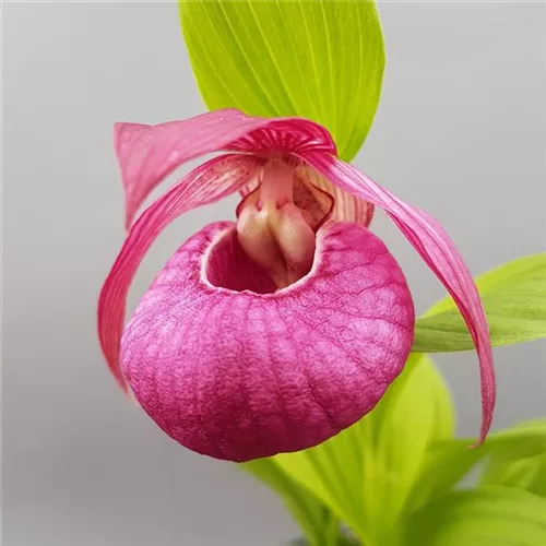 Gartenorchidee Frauenschuh ' John Haggar' (Hardy Orchid®)