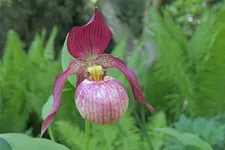 Gartenorchidee Frauenschuh 'Johnny Petersen' (Frosch®) 1 blühstarkes und bereits mehrtriebiges Rhizom 