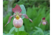 Gartenorchidee Frauenschuh 'Johnny Petersen' (Frosch®) 1 blühstarkes und bereits mehrtriebiges Rhizom 