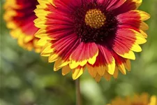 Großblumige Kokardenblume 'Fackelschein' 9 x 9 cm Topf 0,5 Liter