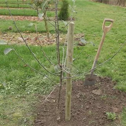 Wie pflanze ich einen Apfelbaum?