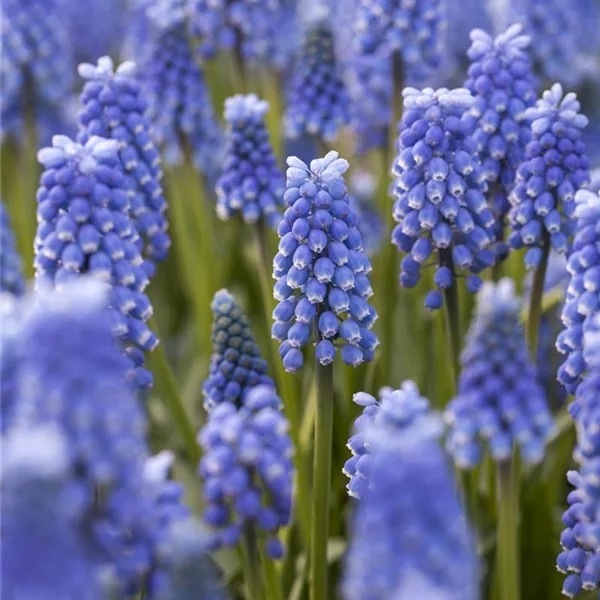 10 Blumenzwiebel - Muscari Blue Magic