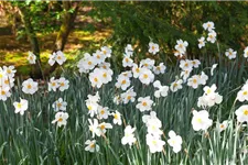 5 Blumenzwiebel - Garten-Dichter-Narzisse 'Actaea' 5 Zwiebel - Größe 14/16
