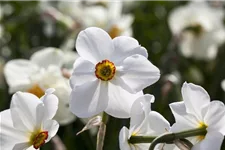 Garten-Narzisse 'Actaea' 11 cm